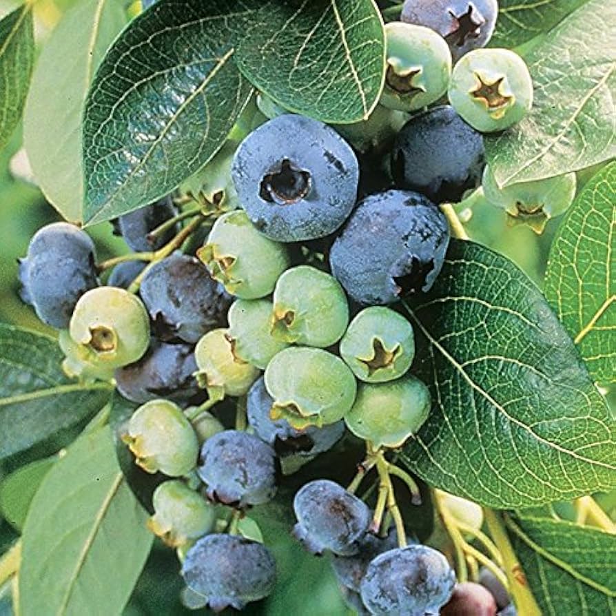 Chandler - Blueberry for planting in home garden